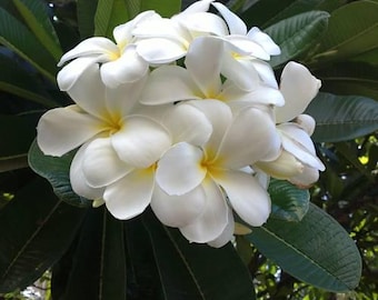 Plumeria flores brancas ___corte