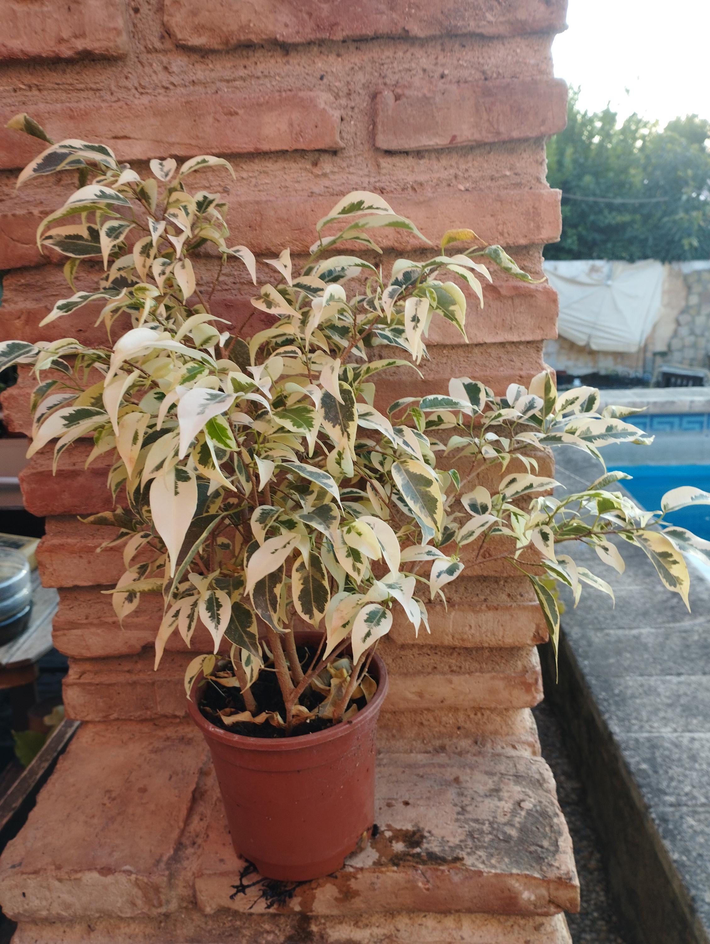 sand für zimmerpflanzen Tipps zur Pflege deiner Pflanze : Chrysalidocarpus lutescens –  PflanzenFuerAlle main image 0