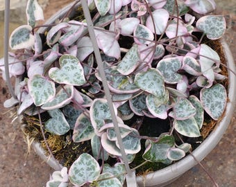 Ceropegia woodii variegata