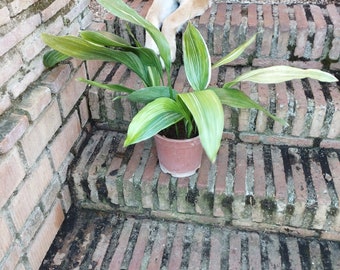 Aspidistra elatior variegata planta exacta