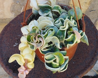 Hoya compacta variegada