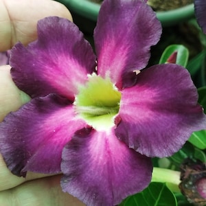Könnte beinhalten: Nahaufnahme einer leuchtend violetten Blume mit einem rosa Zentrum und einem gelb-grünen Kern. Die Blütenblätter haben eine samtige Textur und einen Farbverlauf. Grüne Blätter sind im Hintergrund zu sehen.