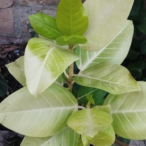 May include: A close-up shot of a plant with large, variegated leaves. The leaves are a mix of light green and creamy white, with visible veining. New growth shows vibrant, bright green leaves.