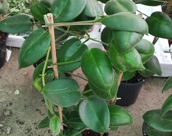 Hoya calycina 'Stargazer'