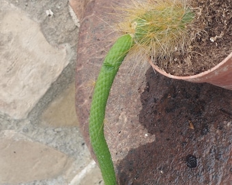 Hildewintera inermis colademononis