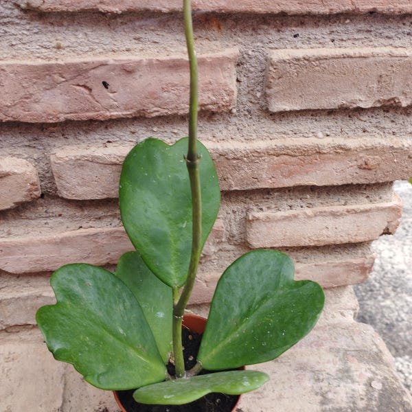 Hoya kerrii