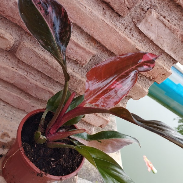 Philodendron royal rot variegata