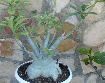 Adenium obesum caudex super