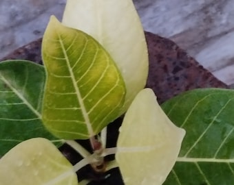 Ficus Altissima golden planta enraizada