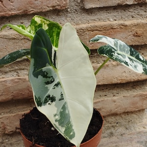 Alocasia Frydek Variegata