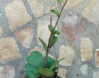 Hoya kerrii