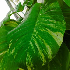 Op de afbeelding: Close-up van levendige groene bladeren met onregelmatige geelgroene variegatie. De bladeren zijn groot, hartvormig en hebben een glanzende textuur. De afbeelding toont de natuurlijke schoonheid van een kamerplant.