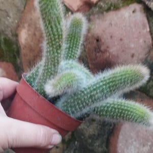 Hildewintera Colademononis o cola de mono