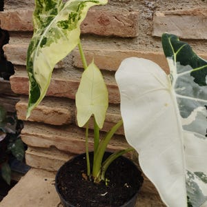 Alocasia Frydek Variegata