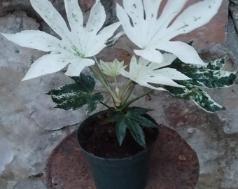 Fatsia japonica variegata
