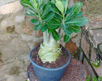 Adenium obesum