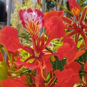 Delonix regia __flamboyant__plantas vivas