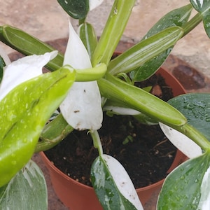 Philodendron Weiße Prinzessin