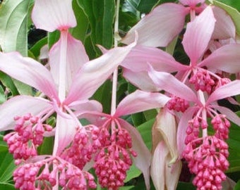 Medinilla magnifique