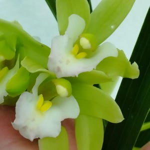 Può includere: Primo piano di un gruppo di orchidee Cymbidium. I fiori hanno petali bianchi con un tocco di rosa e centri gialli. Le foglie sono di un verde vibrante, con uno sfondo verde chiaro.
