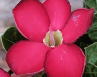 Adenium obesum variegata