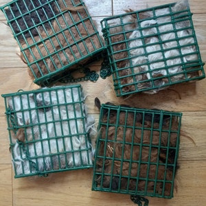 May include: Four green wire mesh bird feeders filled with brown and white birdseed. The feeders are hanging from chains.
