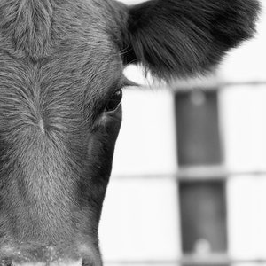 Digital cow print