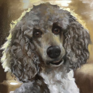 May include: Oil painting of a poodle's face, with curly gray fur and brown eyes. The dog's muzzle is white, and its nose is black. The background is a warm, golden color, creating a soft, inviting atmosphere. The artwork is a portrait.