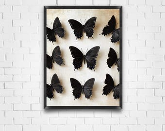 May include: A framed print featuring a collection of black butterfly specimens arranged in a symmetrical pattern on a cream-colored background.