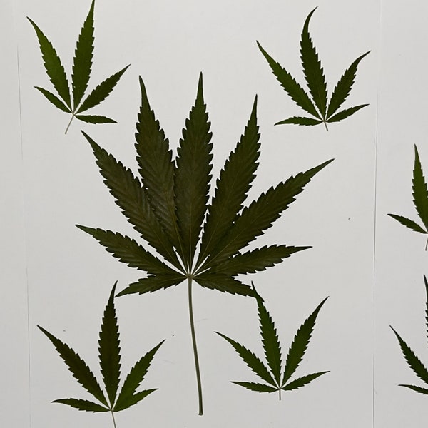 Pressed Leaves - 15 for 20. Cann a b.. CANN IT BE.  Take a look at the beautiful MaryJane-leaves. For crafting and resin works.