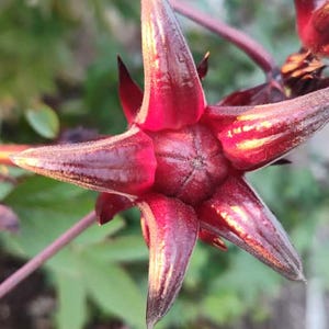 Jamaica Bush Hibiscus Roselle Tea Flower Plant/Seedling Guaranteed to Grow!