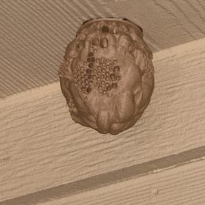 Peut inclure: Un nid de gu&ecirc;pes textur&eacute; de couleur beige, fix&eacute; sur une surface en bois brun clair. Le nid a une forme arrondie avec de multiples petites ouvertures et un ext&eacute;rieur bossel&eacute;. La surface en bois pr&eacute;sente des lignes horizontales.