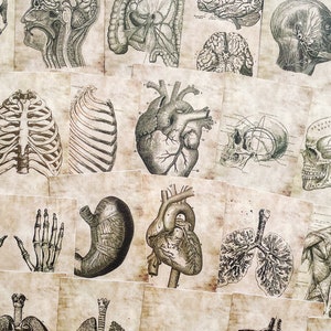 Skeletal Symfonie Menselijk Lichaam Organen Bot Anatomie Sticker Set Educatieve Stickers Medische Studies Anatomie Liefhebbers Schoolleraar