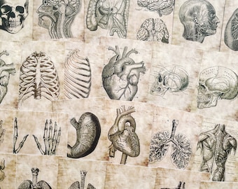 Ensemble d'autocollants anatomie osseuse symphonie squelettique, organes du corps humain, autocollants éducatifs, études médicales, passionnés d'anatomie, professeur d'école