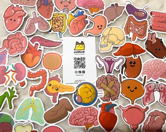 Lindo juego de pegatinas de anatomía de huesos y órganos del cuerpo humano con sinfonía, calcomanías educativas, estudios médicos, entusiastas de la anatomía, maestros de escuela