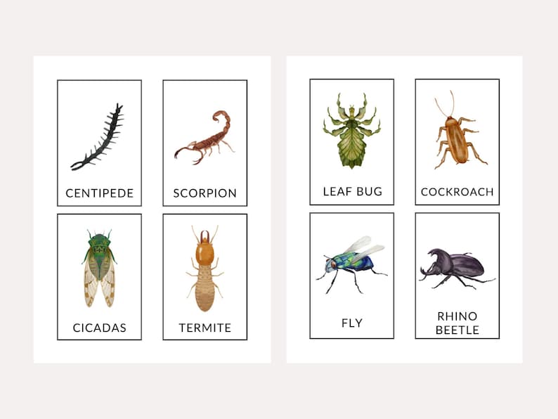 Single Insectos Cards Insects Flash Cards | Printable Educational Cards | DIGITAL DOWNLOAD - Etsy