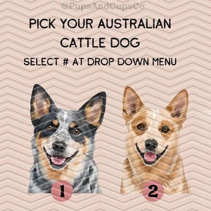 two adorable Australian Cattle Dogs, one black and white and the other tan and white, with the text "Pick your Australian Cattle Dog" and "Select #1 at Drop Down Menu" displayed above them.