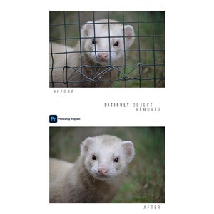 Op de afbeelding: Een witte fret met zwarte ogen kijkt recht in de camera. De fret zit in een kooi, maar de kooi is niet zichtbaar op de afbeelding. De fret is scherp, de achtergrond is wazig.