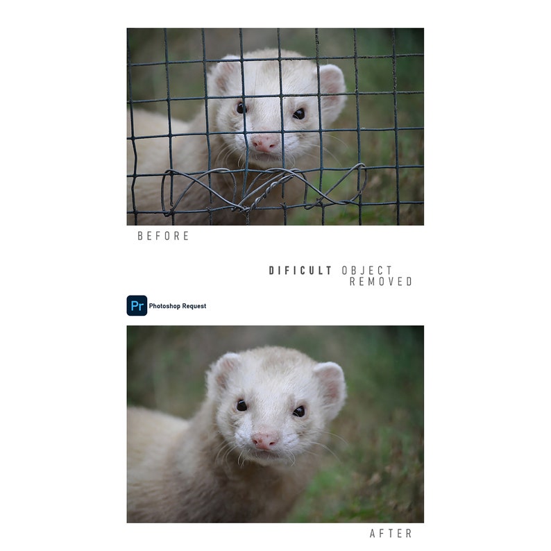 Op de afbeelding: Een witte fret met zwarte ogen kijkt recht in de camera. De fret zit in een kooi, maar de kooi is niet zichtbaar op de afbeelding. De fret is scherp, de achtergrond is wazig.