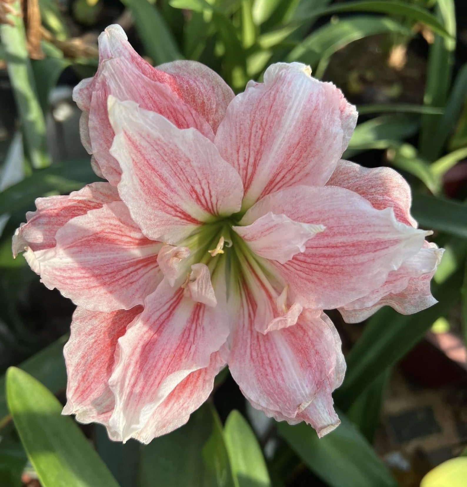 Fresh Amaryllis Bulbs Flower Amaryllis Flower Beauty Etsy Canada
