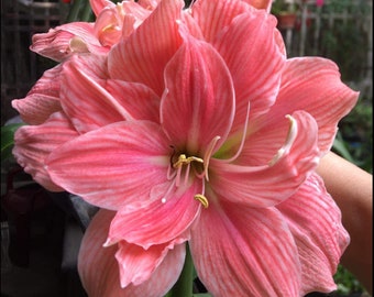 Hippeastrum Bulbs Flower, Sweet Nymph Amaryllis Bulbs Flower, Potted Home Garden, Gift Family