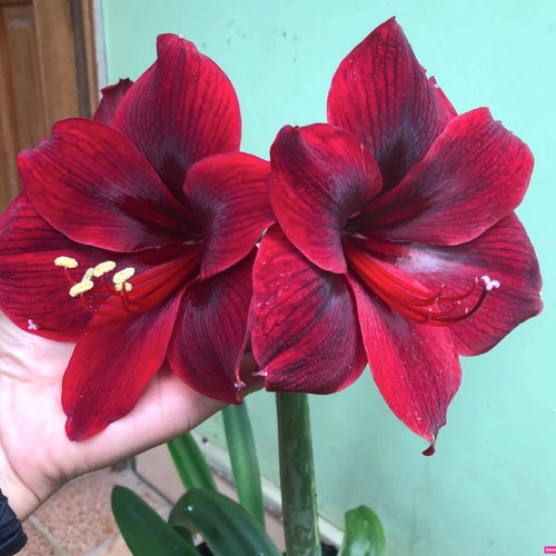 4pcs Black Red Bulbs Flower for Home Garden Gift - Etsy