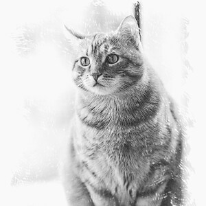 Cats Colouring Pages