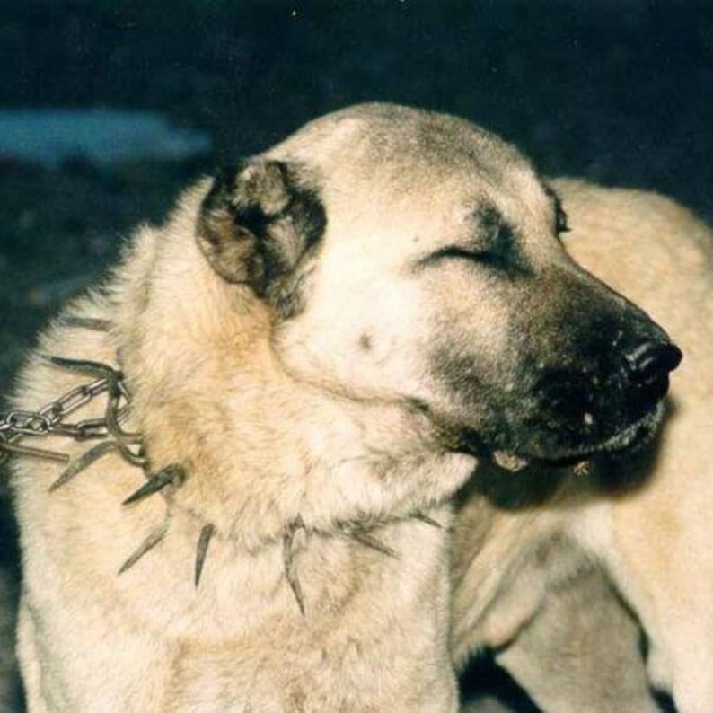 Antique Dog Collar With Spike Turkish Kangal Dog Collar Iron Etsy