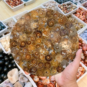 1PC  Ammonite Fossil Shell Plate Disk Conch Collection ,25CM Rare Ammonite Disc Fossil Conch Specimen Home Decor Crystal Gifts