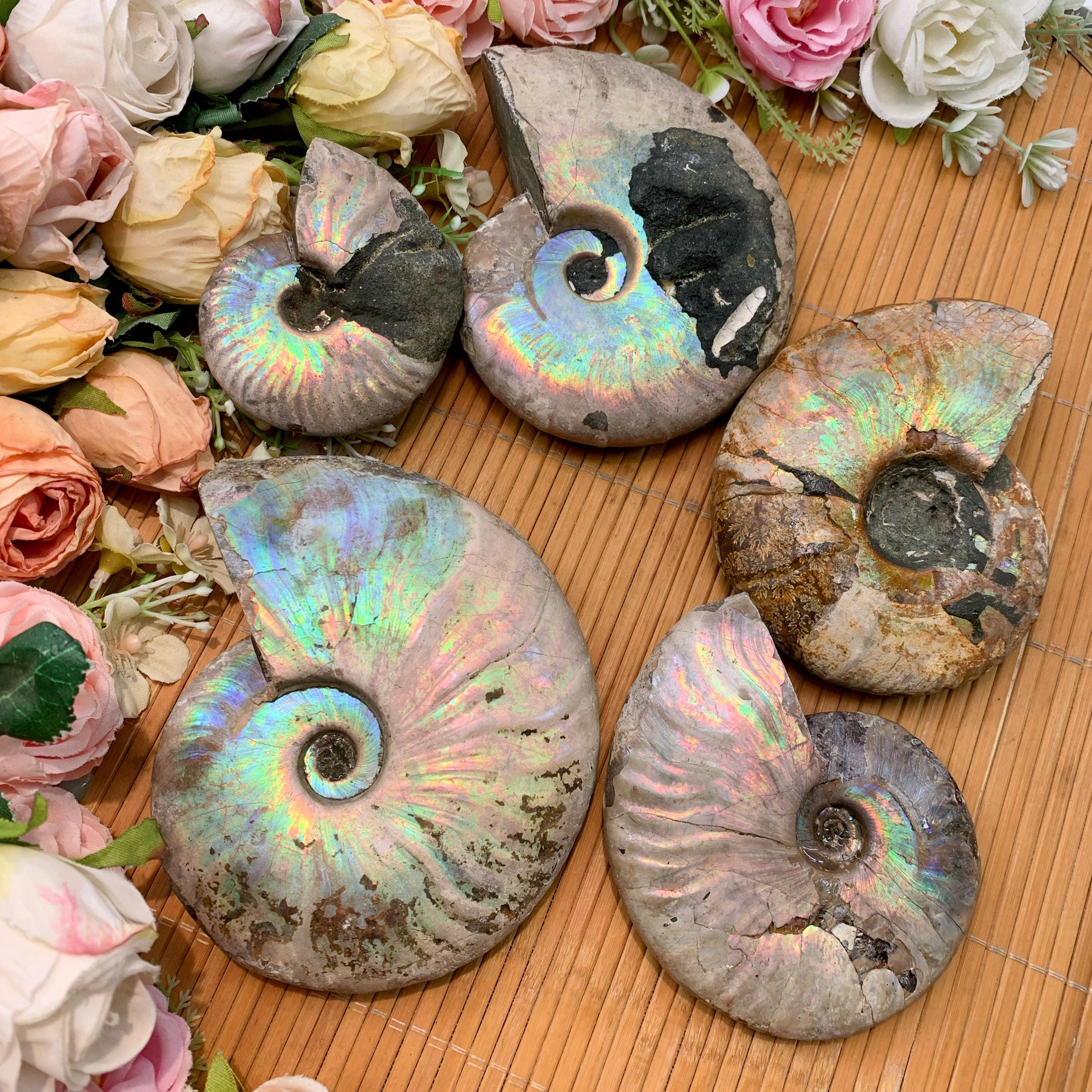 Rainbow ammonite - Etsy 日本
