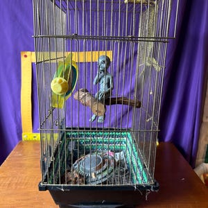 Alien in a Birdcage