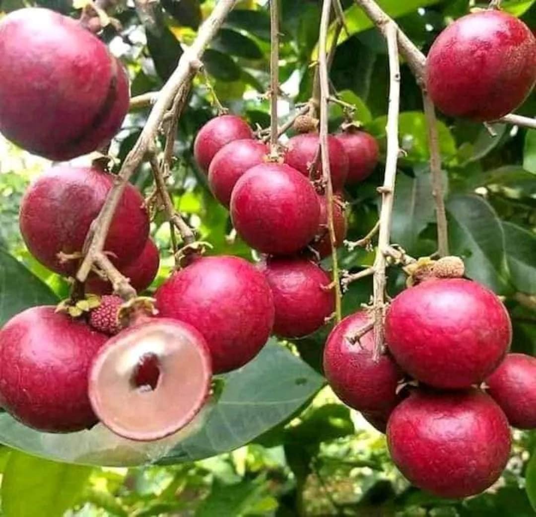 Wholesale Grafted Red Ruby Longan Fruit Tree Plant Live Fruit Etsy