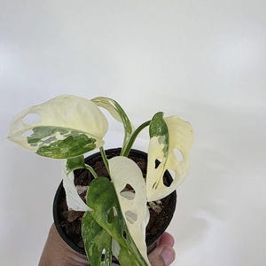 Monstera adansonii bont