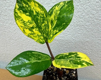 Zamioculcas Zamiifolia Variegata